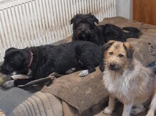FRANZI, Hund, Mischlingshund in Rumänien - Bild 20