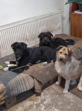 FRANZI, Hund, Mischlingshund in Rumänien - Bild 21