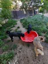FRANZI, Hund, Mischlingshund in Rumänien - Bild 22