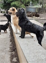 FRANZI, Hund, Mischlingshund in Rumänien - Bild 23
