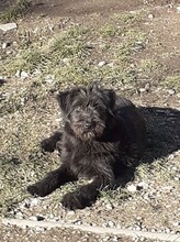 FRANZI, Hund, Mischlingshund in Rumänien - Bild 24