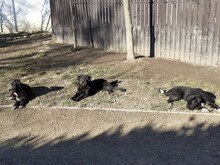 FRANZI, Hund, Mischlingshund in Rumänien - Bild 27