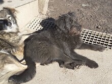 FRANZI, Hund, Mischlingshund in Rumänien - Bild 29