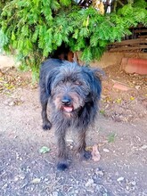 FRANZI, Hund, Mischlingshund in Rumänien - Bild 3