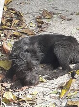 FRANZI, Hund, Mischlingshund in Rumänien - Bild 34