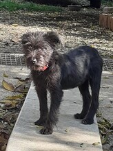 FRANZI, Hund, Mischlingshund in Rumänien - Bild 35