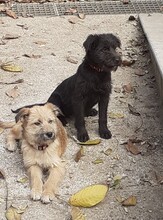FRANZI, Hund, Mischlingshund in Rumänien - Bild 36