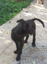 FRANZI, Hund, Mischlingshund in Rumänien - Bild 37
