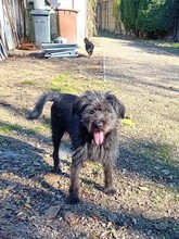 FRANZI, Hund, Mischlingshund in Rumänien - Bild 4