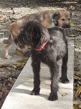 FRANZI, Hund, Mischlingshund in Rumänien - Bild 40