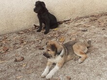 FRANZI, Hund, Mischlingshund in Rumänien - Bild 41