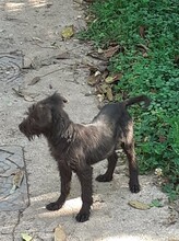 FRANZI, Hund, Mischlingshund in Rumänien - Bild 42