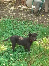 FRANZI, Hund, Mischlingshund in Rumänien - Bild 43