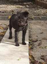 FRANZI, Hund, Mischlingshund in Rumänien - Bild 44