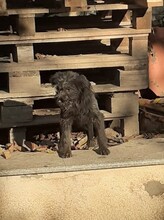 FRANZI, Hund, Mischlingshund in Rumänien - Bild 45