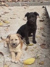 FRANZI, Hund, Mischlingshund in Rumänien - Bild 46
