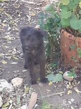 FRANZI, Hund, Mischlingshund in Rumänien - Bild 47