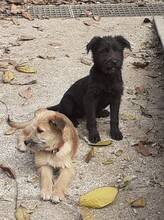 FRANZI, Hund, Mischlingshund in Rumänien - Bild 48