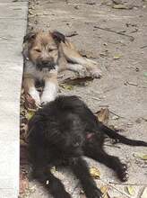 FRANZI, Hund, Mischlingshund in Rumänien - Bild 49