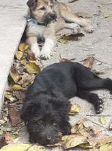 FRANZI, Hund, Mischlingshund in Rumänien - Bild 50