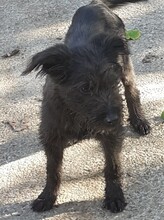FRANZI, Hund, Mischlingshund in Rumänien - Bild 52