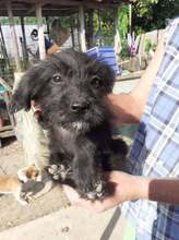 FRANZI, Hund, Mischlingshund in Rumänien - Bild 53