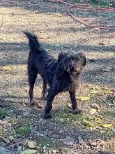 FRANZI, Hund, Mischlingshund in Rumänien - Bild 6