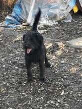 FRANZI, Hund, Mischlingshund in Rumänien - Bild 8