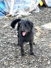 FRANZI, Hund, Mischlingshund in Rumänien - Bild 9
