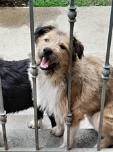 FREDDY, Hund, Mischlingshund in Rumänien - Bild 11