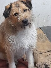 FREDDY, Hund, Mischlingshund in Rumänien - Bild 12