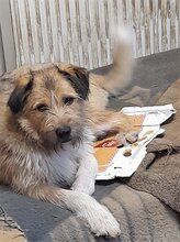 FREDDY, Hund, Mischlingshund in Rumänien - Bild 13