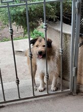 FREDDY, Hund, Mischlingshund in Rumänien - Bild 14