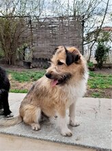 FREDDY, Hund, Mischlingshund in Rumänien - Bild 15