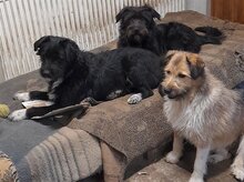 FREDDY, Hund, Mischlingshund in Rumänien - Bild 16