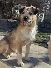 FREDDY, Hund, Mischlingshund in Rumänien - Bild 20