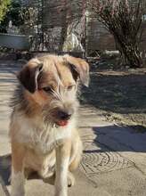 FREDDY, Hund, Mischlingshund in Rumänien - Bild 21