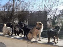 FREDDY, Hund, Mischlingshund in Rumänien - Bild 22