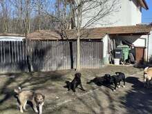 FREDDY, Hund, Mischlingshund in Rumänien - Bild 23
