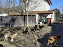 FREDDY, Hund, Mischlingshund in Rumänien - Bild 24