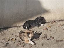 FREDDY, Hund, Mischlingshund in Rumänien - Bild 25