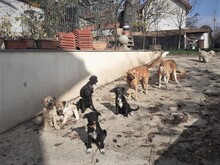 FREDDY, Hund, Mischlingshund in Rumänien - Bild 27