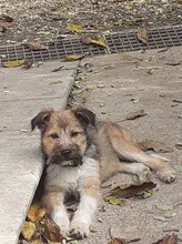 FREDDY, Hund, Mischlingshund in Rumänien - Bild 28