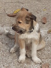 FREDDY, Hund, Mischlingshund in Rumänien - Bild 29