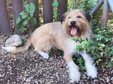 FREDDY, Hund, Mischlingshund in Rumänien - Bild 3