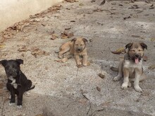 FREDDY, Hund, Mischlingshund in Rumänien - Bild 30