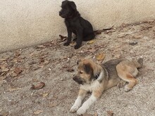FREDDY, Hund, Mischlingshund in Rumänien - Bild 31
