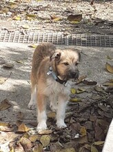 FREDDY, Hund, Mischlingshund in Rumänien - Bild 32
