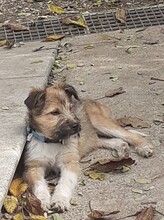FREDDY, Hund, Mischlingshund in Rumänien - Bild 33