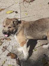 FREDDY, Hund, Mischlingshund in Rumänien - Bild 34
